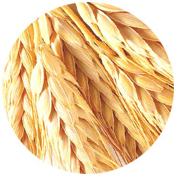 Сайт компании «Трианон-Сервис»